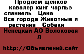 Продаем щенков кавалер кинг чарльз спаниель › Цена ­ 60 000 - Все города Животные и растения » Собаки   . Ненецкий АО,Волоковая д.